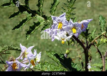 Solanum Flower sisymbriifolium Foto Stock