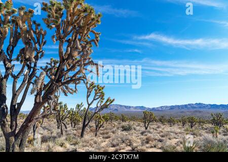 Alberi di Giosuè (Yucca brevifolia) nella Riserva Nazionale di Mojave, deserto di Mojave, California, Stati Uniti Foto Stock