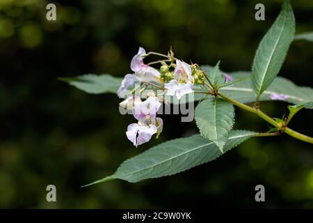 Balsamo dell'Himalaya (Impatiens glandulifera) fiori e semi Foto Stock