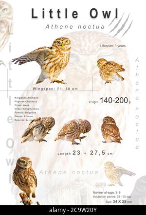 Poster degli uccelli. Informazioni sulle specie di uccelli. Immagini isolate. Sfondo bianco. Uccello: Gufo piccolo. Atene noctua. Foto Stock