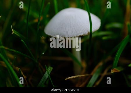 Particolare del cappuccio di un cappuccio bianco di dunce (Conocibe apala) tra l'erba appena falciata di un giardino di Ottawa, Ontario, Canada. Foto Stock