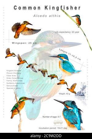 Poster degli uccelli. Informazioni sulle specie di uccelli. Immagini isolate. Sfondo bianco. Uccello: Martin pescatore comune. Alcedo atthis. Foto Stock