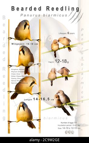 Poster degli uccelli. Informazioni sulle specie di uccelli. Immagini isolate. Sfondo bianco. Uccello: Alito riedling. Foto Stock