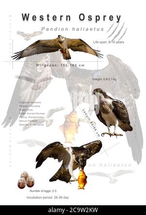 Poster degli uccelli. Informazioni sulle specie di uccelli. Immagini isolate. Sfondo bianco. Uccello: Osprey occidentale. Pandion haliaetus. Foto Stock