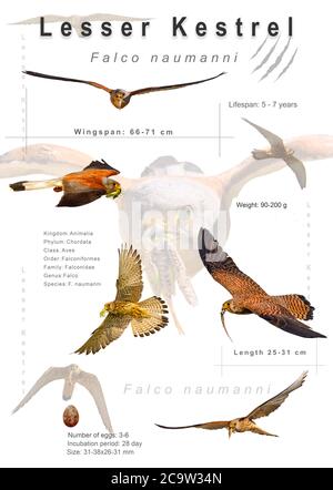 Poster degli uccelli. Informazioni sulle specie di uccelli. Immagini isolate. Sfondo bianco. Uccello: Gheppio minore. Falco naumanni. Foto Stock