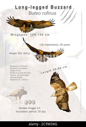 Poster degli uccelli. Informazioni sulle specie di uccelli. Immagini isolate. Sfondo bianco. Uccello: Buzzard a gambe lunghe. Buteo rufino. Foto Stock