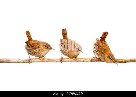 Uccello isolato. Carino uccello. Sfondo bianco. Bird: Wren. Foto Stock