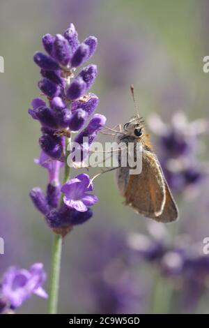 Cespugli di lavanda primo piano al tramonto. Campo di lavanda Foto Stock