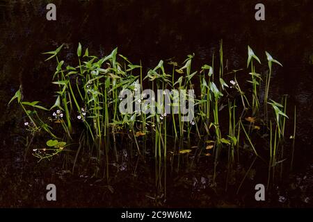 Fioritura Arrowhead che cresce in acqua, le foglie, i gambi e i fiori riflessi nell'acqua scura Foto Stock