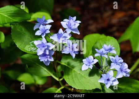 Berretto in pizzo blu Hydrangea macrophylla 'Hanabi' in fiore Foto Stock