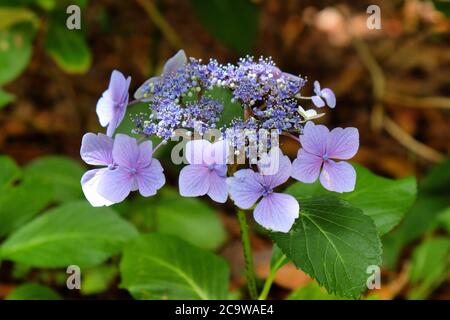 Cappello in pizzo viola Hydrangea macrophylla in fiore Foto Stock