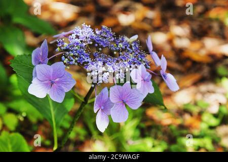 Cappello in pizzo viola Hydrangea macrophylla in fiore Foto Stock