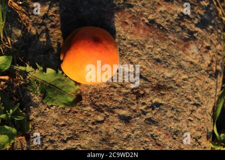 albicocche o pesche di colore giallo brillante si trovano sulle rocce cadute dai rami un po 'battuto raccolto estivo d'autunno Foto Stock