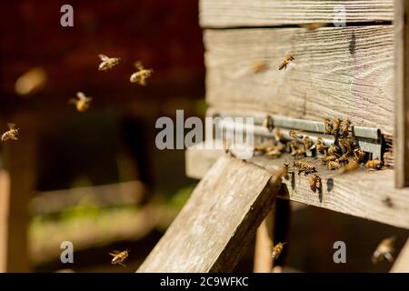 Un sacco di api che ritorna all'alveare delle api e l'entrata in alveare con colletto floreale e polline di fiori raccolti. Sciame di api che raccolgono nettare dai fiori Foto Stock
