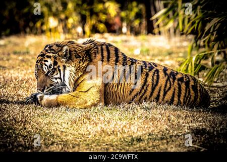 Una grande tigre africana che riposa sull'erba verde al sole Foto Stock