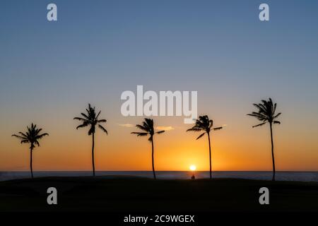 Tramonto e palme con osservazione da parte della persona. Hawaii, la Big Island Foto Stock