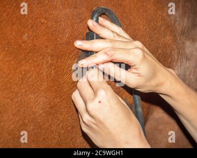 Veterinario medico fa ultrasuoni e cardiogramma del cuore del cavallo. La mano del medico su una sonda per macchina a ultrasuoni. Utilizzo su luoghi rasati Foto Stock