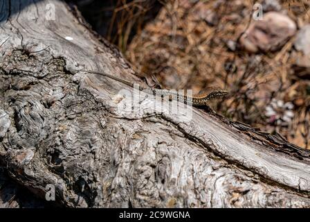 Lizard, nella regione di Rur-Eifel, vicino a Nideggen, distretto di Düren, NRW, Germania, Foto Stock