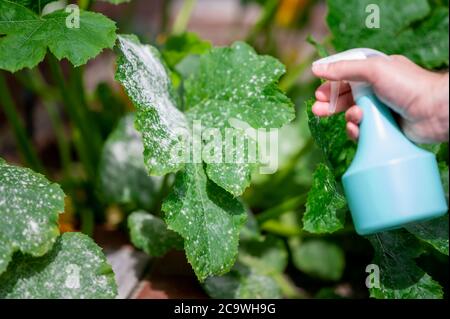 Trattamento della muffa in polvere su una pianta di zucchine. Foto Stock