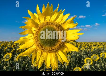 Girasoli giallo brillante in piena fioritura in giardino per l'olio migliora la salute della pelle e promuovere la rigenerazione cellulare Foto Stock