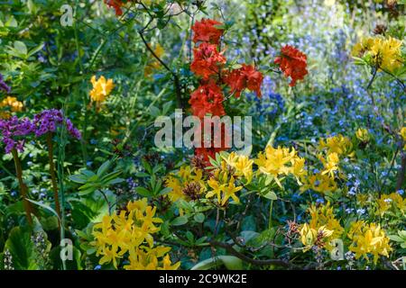 Primo piano di fiori rossi, gialli e blu e fogliame all'Eastcote House Gardens, Eastcote Hillingdon, West London. Foto Stock