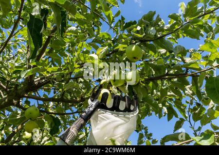 Il giardiniere raccoglie le mele fresche da un albero, in luglio Foto Stock