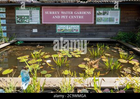 Gigli d'acqua e altre piante di stagno per la vendita a Surrey Water Gardens and PET Center, Regno Unito Foto Stock