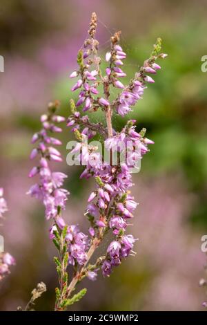 Primo piano di erica da lenza (Calluna vulgaris) durante l'estate, la brughiera di Surrey, Regno Unito Foto Stock
