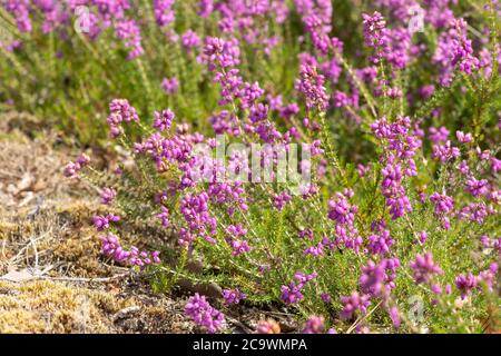 Bell heather (Erica cinerea) durante l'estate sulla brughiera del Surrey, Regno Unito Foto Stock