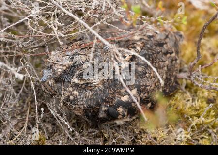 Il pulcino Nightjar (Caprimulgus europaeus), un raro uccello crepuscolare e notturno di habitat di brughiera della pianura, Regno Unito Foto Stock