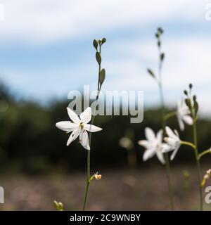 Bel fiore bianco giglio estate fiore ramificato St Bernards Lily fiore selvatico Foto Stock