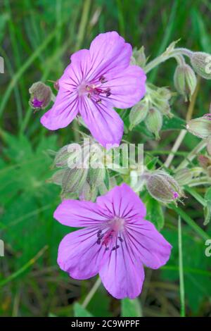 Sticky Geranium nel Parco Nazionale di Yellowstone Foto Stock