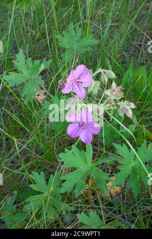 Sticky Geranium nel Parco Nazionale di Yellowstone Foto Stock