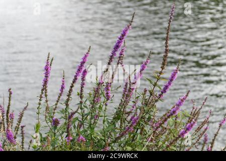 Purple Loosewlife (Lythrum salicaria) che cresce lungo il Tamigi a Londra, Regno Unito. Foto Stock