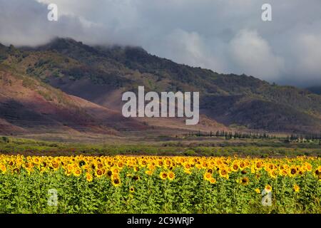 Girasole s, coltivando in un campo su Maui come agricoltura. Foto Stock