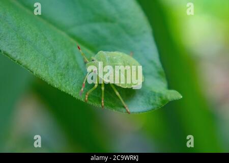 Rhaphigaster nebulosa, bug puzzolente in piedi sulla foglia verde nel mio giardino dei genitori, prendendo rifugiati dal sole estivo Foto Stock