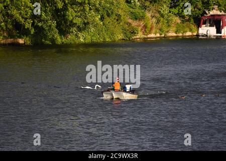 Un uomo su una piccola barca passa un cigno mentre si esce sul Tamigi a Hampton Court quando il tempo raggiunge i 30°. Foto Stock