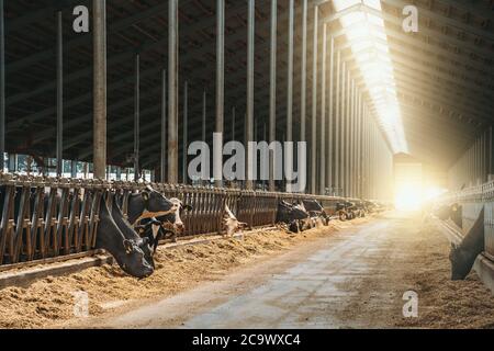 Caseificio con mucche mungitura mangiare fieno in fienile. Allevamento industriale moderno bovini. Foto Stock