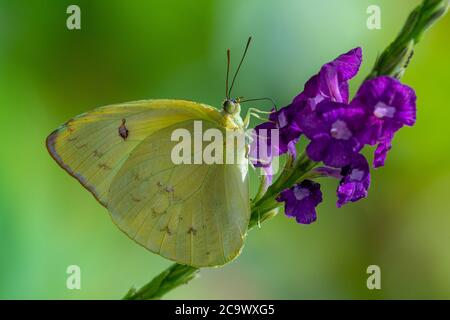 Farfalla gialla pallido nuvoloso che ottiene nettare da un fiore viola Foto Stock