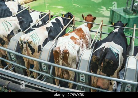 Mucche su rotativa rotativa per mungere in caseificio. Produzione industriale di latte e bestiame, primo piano Foto Stock