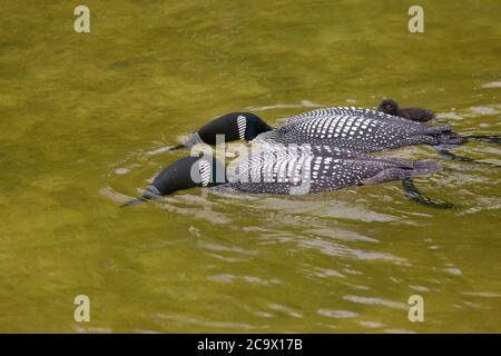 Due loon comuni in peering di piombo di allevamento Foto Stock