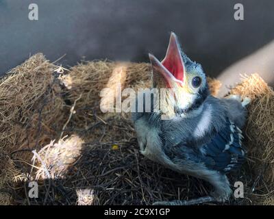 Un cazzo di fieno blu, vedendo i suoi genitori, apre il suo becco largo in attesa di alimentazione Foto Stock