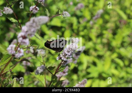 Hardwick Hall National Trust 2020 Foto Stock