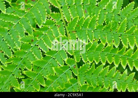 Ferns lungo Hobo Cedar Grove Trail, St. Joe National Forest, Idaho Foto Stock