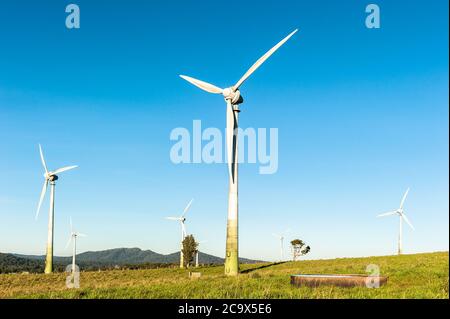 Popolare attrazione turistica, le turbine eoliche di Windy Hill condividono la fattoria con il bestiame da latte intorno a Ravenshoe, Queensland, Australia. Foto Stock