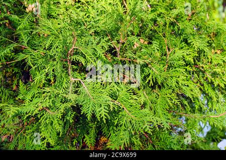 Rami verdi di ginepro per lo sfondo. Messa a fuoco selettiva Foto Stock