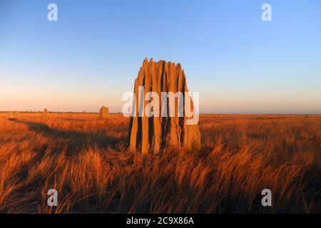 Tumuli di termite all'alba, Nifold Plains, Lakefield National Park, Queensland, Australia Foto Stock