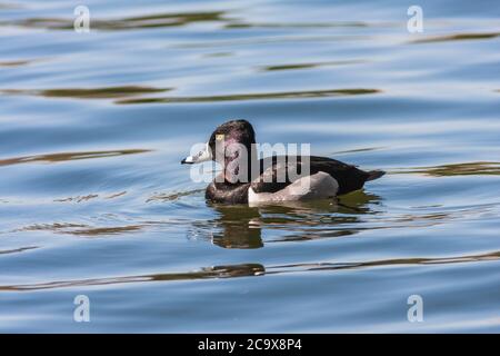 Anatra a collo circolare, Aythya collaris, presso il lago McGovern nel parco Hermann a Houston, Texas. Foto Stock