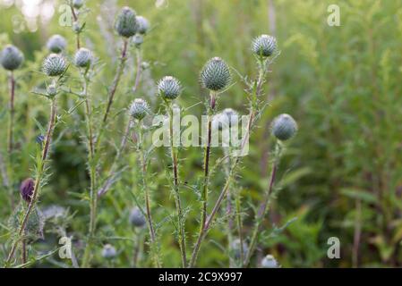 Cirsium vulgare, fiori di cardo in fuoco macro-selettivo prato Foto Stock