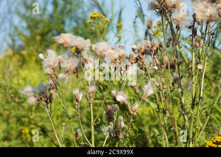 Arvense Cirsium, campo Thistle fiori soffici in prato closeup fuoco selettivo Foto Stock